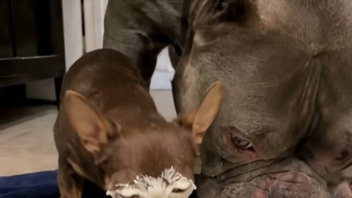 One bark, one paw, instant mask. Big dog didn't even glance.