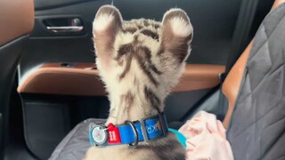 The little guy has two faces
