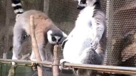 حديقة حيوان ناننينغ ترد على ادعاء "لا توجد حيوانات جادة" وستعمل على تصحيح السلوكيات السلبية للحيوانا