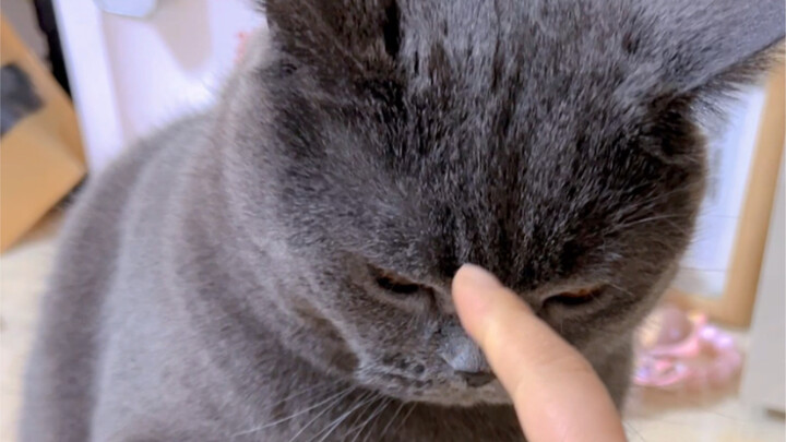 Rebel son! Great rebel son!