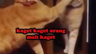 harusnya lu kaget dong !