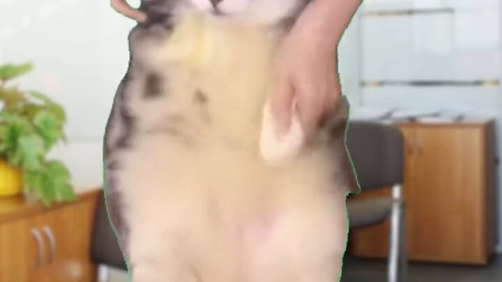 【Meme kucing】Operasi pasca-00-an, buat bos terkejut