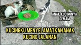 Ajaib Cuma Gara-Gara Mirip Kucing Jantan Ini Menyelamatkan Anak Kucing Terlantar Yang Sedang Sakit.!
