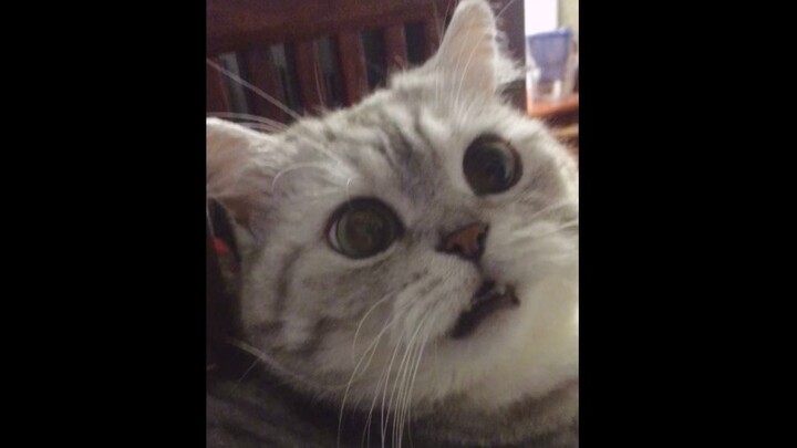 Tấn công giọng ọc ạch từ A Trư!