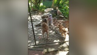 Chết đói haha. yeucho yeuchomeo cún cúncon chó chómèo chócon chó_cưng chókhôn yeuchomeo cưng chócute pet dog dogsoftiktok doggo