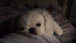 It feels so cozy to blow a fan on Daddy's tummy!