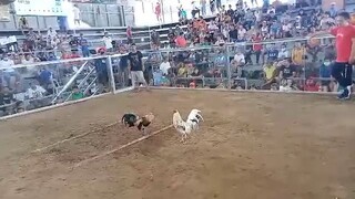 whitey fastest kill victoria coliseun