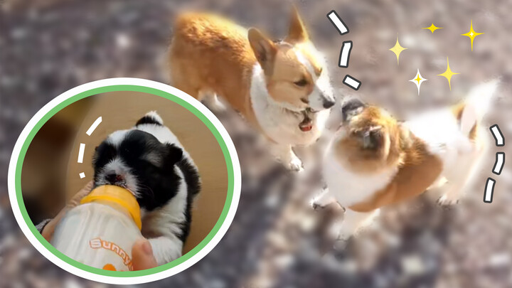When the abandoned dog Panda meets the person who fed him when he was younger… Tearjerker. See how Panda reacted to the person who saved him!