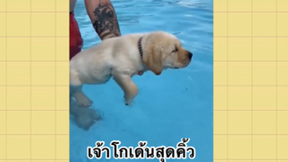 เพื่อนตัวน้อย สัตว์เลี้ยงแสนซน : เจ้าโกลเด้นสุดคิ้ว