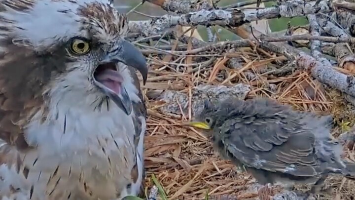 A young starling appeared in the nest, leaving the osprey mother at a loss; its mate rushed over to 