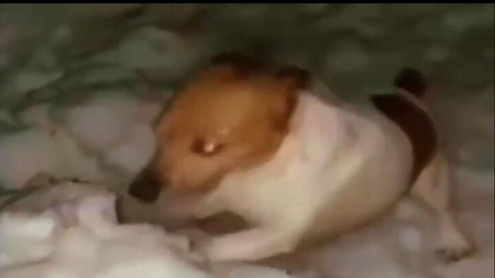 Anh em ơi, tôi mang cho cậu Đạt Phấn đây!