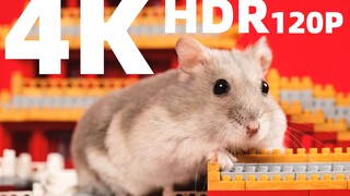 Hamster tua matanya tertutup rapat oleh kotoran mata sehingga tidak bisa membuka mata, hanya bisa di