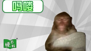 【梗百科】吗喽是啥梗？