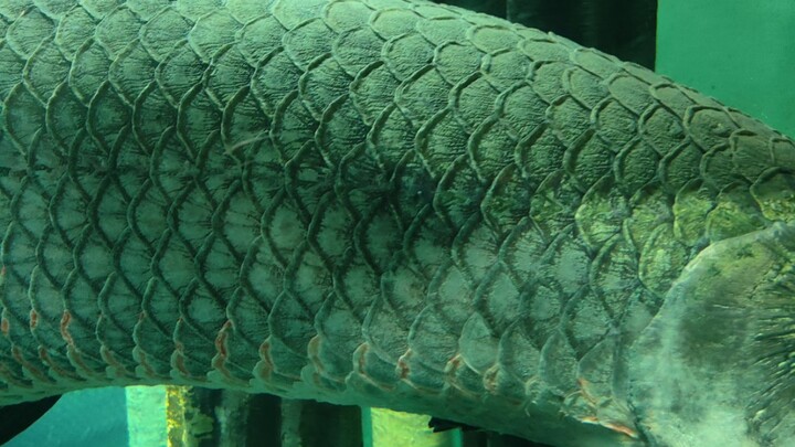 西班牙水族馆的镇馆之宝（巨骨舌鱼）