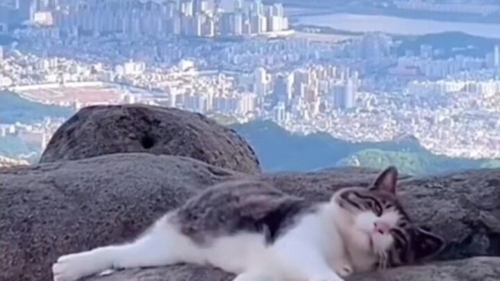 I told you all along—cats can save the world!