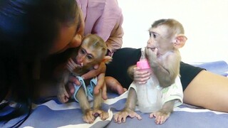 Baby Monkey | Look So Sad Face Little Maki Jealous When See Mom Kissing Orphan Baby Maku