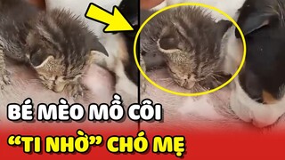 Bé mèo MỒ CÔI được MẸ CHÓ cho "TI SỮA" nhờ 🥰 | Yêu Lu