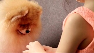 Characteristics of Pomeranian