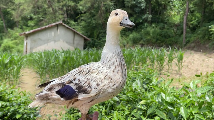 Saat sedang menjelaskan tentang bebek Call, tiba-tiba diserang oleh kucing liar yang telah bersembun