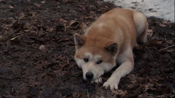 H@chiko: A Dog's Story (2009)