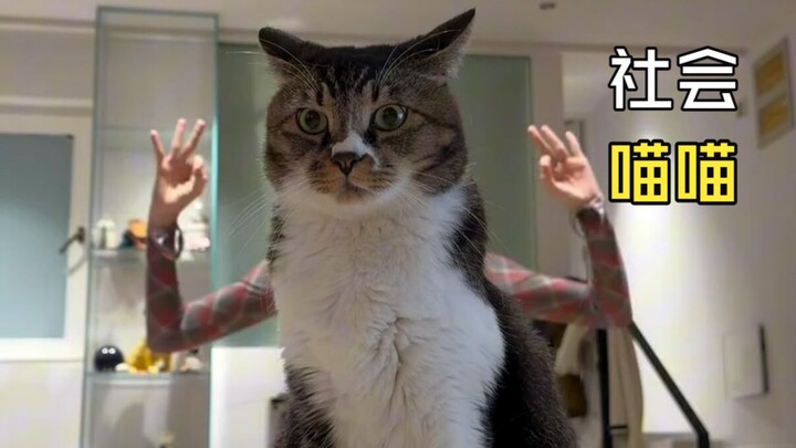 Those fun animal videos!