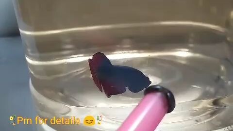 Betta fish