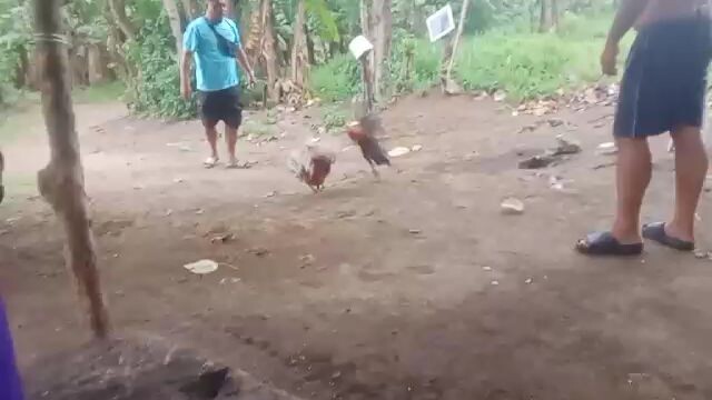 melsims black over red kelso