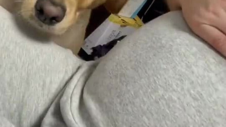 The owner’s pregnant, and when the dog tries to touch her belly… so well-behaved and gentle!