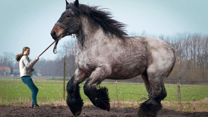 Kuda Terbesar di Dunia, Mampu Menarik Beban 5 Ton.