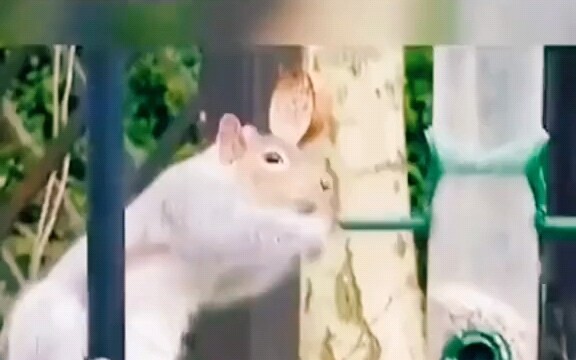 กระรอก: ทนายความ, ทนายความ