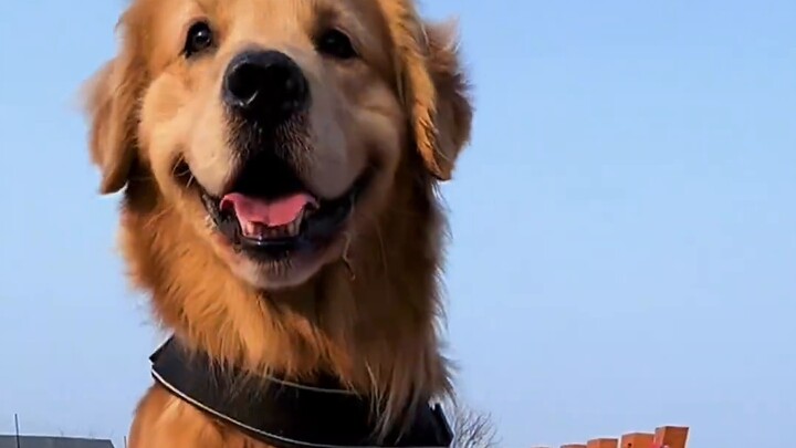 Hôm nay có một chú chó nổi tiếng trong chuồng, Golden Retriever Land Rover sẽ đưa bạn trải nghiệm cu
