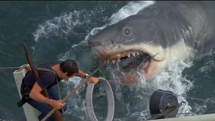 【Baoyingjun】ชมเงาในวัยเด็กของ "Jaws" ใน 5 นาที นักฆ่าสัตว์กินเนื้อขนาดยักษ์ที่อยู่บนสุดของห่วงโซ่อาห