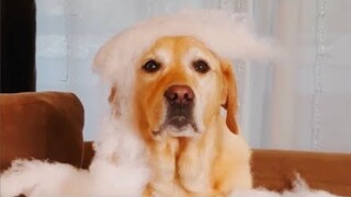 funniest animals 2023 best funny cats and dogs videos 😹😅