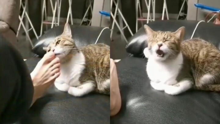 [Smelly video] Cat smells pooper scooper's foot after