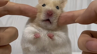 Seperti Raja Tikus ini? Ya, bicaralah