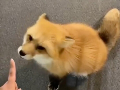 الثعلب الصغير يئن يئن