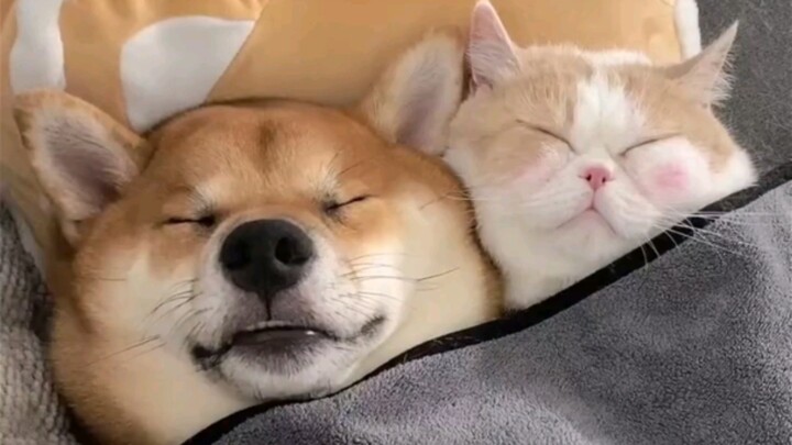 Ai mà từ chối một chú cún Shiba đáng yêu được chứ?