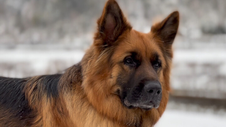 [สัตว์โลก] [หมา] เยอรมันเชพเพิร์ดสุดหล่อในหิมะ