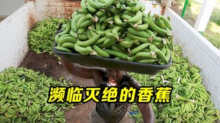 Giải đáp khoa học về chuối: Loại chuối được yêu thích nhất thế giới đang đối mặt với nguy cơ tuyệt c