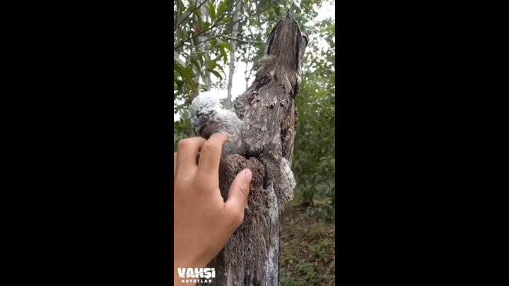 Seekor burung hantu hutan dan anaknya menyatu sempurna dengan batang pohon berkat kemampuan kamuflas