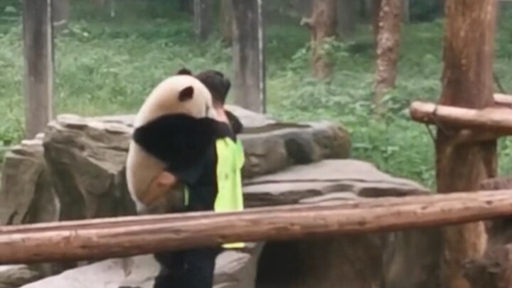 The panda that hugs and squeezes my neck every time I get off work—this is just too adorable!