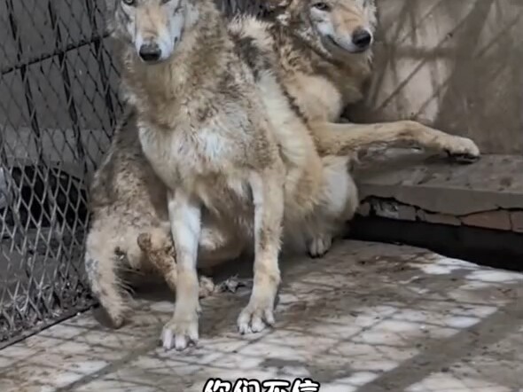 Bukan aku, sungguh bukan aku!