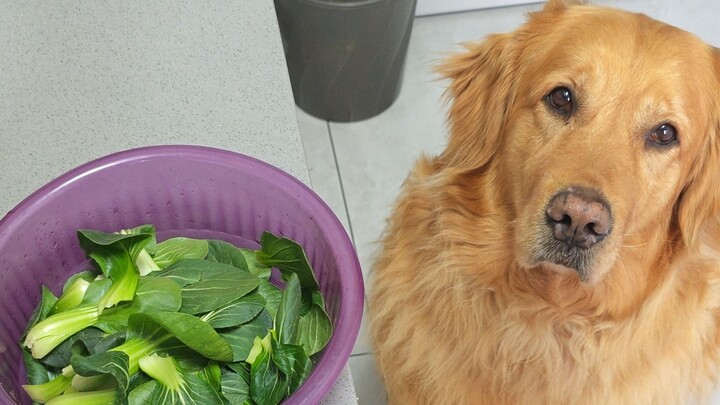 Sure enough, dogs never mind a poor home.
