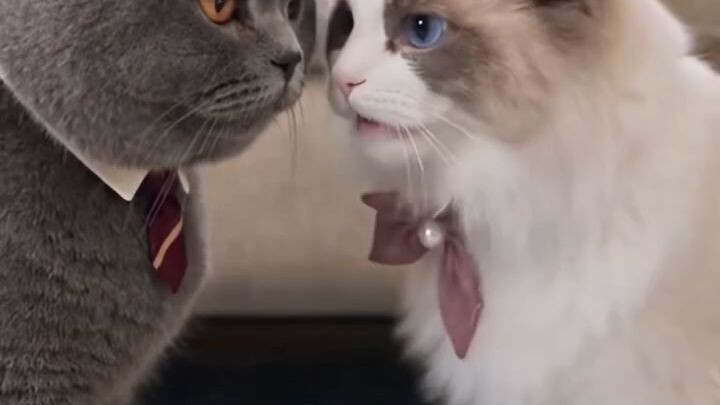 I Got Fired_ My Four Cats Pay the Bills