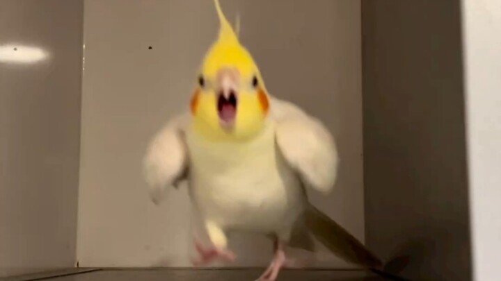 [Tổng hợp video gà má hồng phong cách Instagram với vẹt mào xanh]