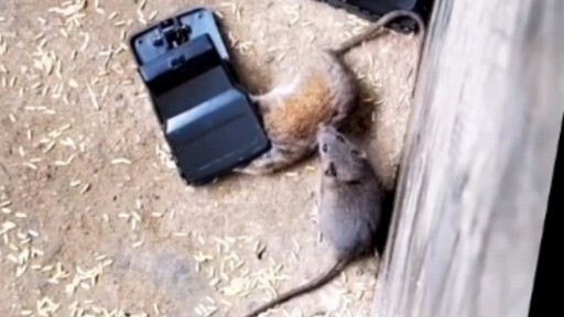 Even a rat’s life is a life.