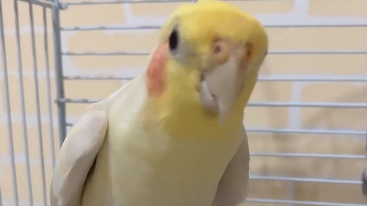 Bisakah burung Anda berbicara?