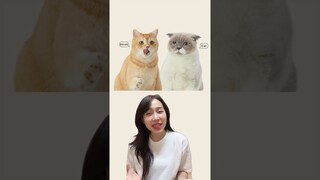 แคปชั่นเสียงชิเอลคิรัวร์
