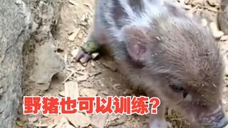 ปรากฏว่าหมูป่าฉลาดกว่าสุนัขเมื่อได้รับการฝึก!