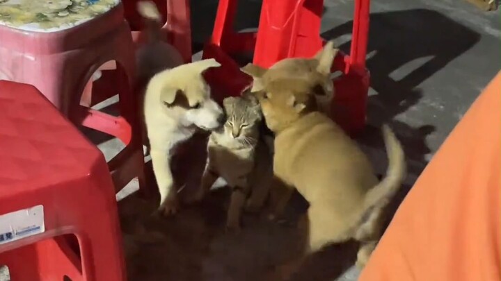 Can these animals still be saved?